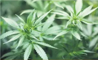  ??  ?? Lorsque l’Université McGill aura obtenu une licence de Santé Canada, elle produira des plants de cannabis à des fins de recherche et de formation.