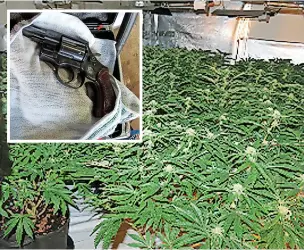  ?? ?? DISCOVERY: Cannabis found in the raids. Inset, a gun from the ringleader’s car.