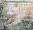  ?? PHOTO COURTESY OF MATTHEW CALDWELL ?? An albino raccoon was trapped at a Colliervil­le residence and freed in Meeman-Shelby Forest, said Alpha Wildlife co-owner Matthew Caldwell.