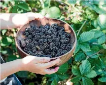  ??  ?? Blackberri­es are prolific in the garden, and can be frozen for use later.