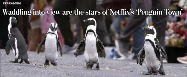  ?? NETFLIX VIA AP ?? This image released by Netflix shows a scene from the eight-part series “Penguin Town.”