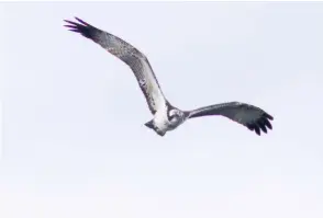  ??  ?? Above Full-winged juvenile Osprey, Maxey Pits, 6 October 2019