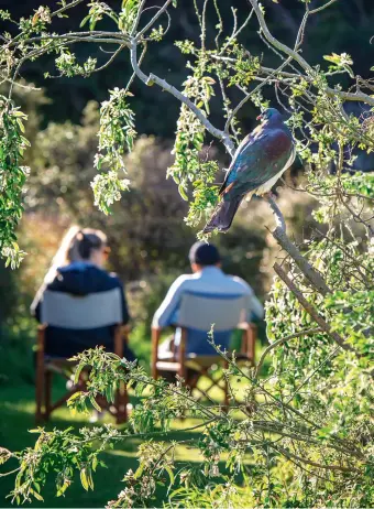  ??  ?? THIS PAGE: Kererū feeding on the ground are a common sight around the lodge, but they also rest in trees and their “bombs” can pose a “danger” for visitors passing underneath. Visitors are also warned to watch for kākā, who use any strategy they can to help themselves to food. OPPOSITE: Visitors to Kāpiti Island Nature Tours lodge can sleep in cabins or one of two glamping tents, for an up- close night-time bird experience. Sue Barrett is a keen quilter and has sewn nearly all the bed covers as well as other home comforts, such as the hot-water-bottle covers. Pania Barrett (bottom row) takes on visitor-welcoming duties when Manaaki is on the mainland.