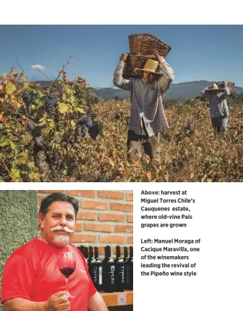  ??  ?? Left: Bouchon’s País Salvaje Blanco (seep88) is sourced from old, untended wild País vines averaging 120 years in age Above: harvest at Miguel Torres Chile’s Cauquenes estate, where old-vine País grapes are grownLeft: Manuel Moraga of Cacique Maravilla, one of the winemakers leading the revival of the Pipeño wine style