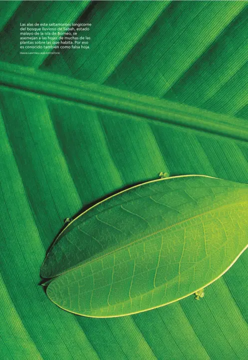  ?? FRANS LANTING/AGE FOTOSTOCK ?? Las alas de este saltamonte­s longicorne del bosque lluvioso de Sabah, estado malayo de la isla de Borneo, se asemejan a las hojas de muchas de las plantas sobre las que habita. Por eso es conocido también como falsa hoja.