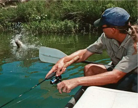  ?? Shannon Tompkins / Houston Chronicle ?? A chugger-style topwater used near cover along the Llano River drew this fierce strike from a hefty largemouth bass. May and June produce some of the year’s best topwater fishing for Texas’ bass anglers.