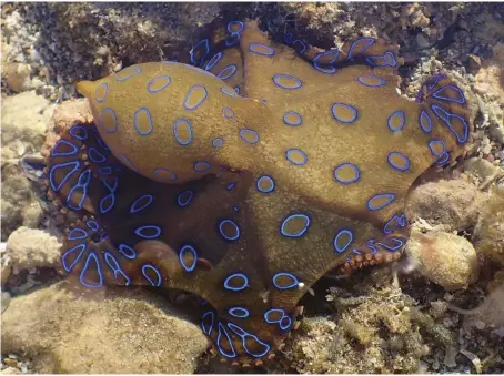  ?? CREDIT: DR BEN FITZPATRIC­K / OCEANWISE ?? Greater blue-ringed octopus (Hapalochla­ena lunulata).