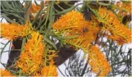  ??  ?? The Nuytsia floribunda is a hemiparasi­te. It’s also known as the Western Australian Christmas tree as it flowers over the Christmas season.