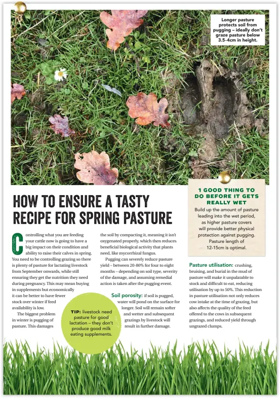  ??  ?? Tip: livestock need pasture for good lactation – they don’t produce good milk eating supplement­s. Longer pasture protects soil from pugging – ideally don’t graze pasture below 3.5- 4cm in height.