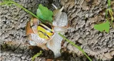  ??  ?? Wenn der Weg um das Hindernis herum zu weit ist, muss man eben oben drüber – so wie diese kleine Schnecke. Aufgenomme­n von Monika Isabel Singer in Illertisse­n.