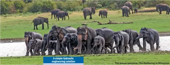  ??  ?? The annual spectacle: The 'Gathering' at Minneriya