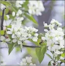  ?? [BAILEY NURSERIES] ?? Serviceber­ry, a shrub or small tree that boasts white flowers in spring, would make a beautiful centerpiec­e for a garden bed.