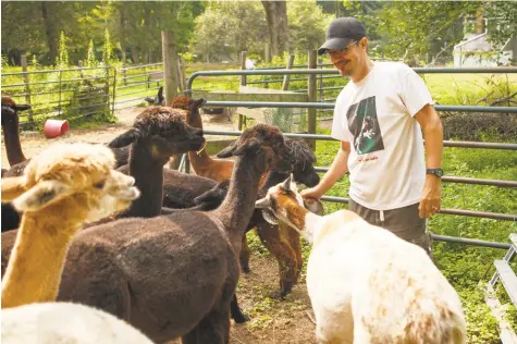  ?? Johnathon Henninger / For Hearst Connecticu­t Media ?? Salvatore Apicella cares for rescued alpacas and other animals whiile renting rooms for overnight guests.