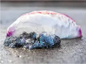  ?? PHOTOS: DOMNICK WALSH ?? Danger: Kevin Flannery with Portuguese man-of-war jellyfish, washed up on the coast.