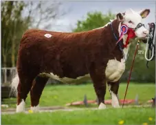  ?? ?? Female champion and top priced female at 6400gns, Harveybros 1 Crocus Aurora from George and Sophie Harvey