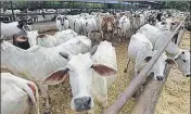  ?? HT FILE ?? In 2015, a government committee had recommende­d UID for cows to prevent their traffickin­g.