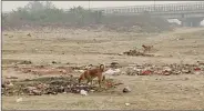  ??  ?? A dog tries to dig up a grave in Chhath Ghat in east Delhi.
