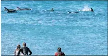  ??  ?? MORE TO THE BAY: Dolphins in the Bay and the Donkin, below, have long been touted as tourist drawcards in Port Elizabeth