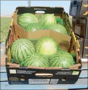  ??  ?? ABOVE: A box of Dulcinea Farms and Pacific Trellis Fruit mini watermelon­s sits on a flat bed trailer, ready to head to the market. BELOW: Discarded mini watermelon­s that didn’t make the grade are left behind in the row by the packing crew.