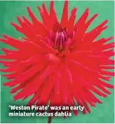  ??  ?? ‘Weston Pirate’ was an early miniature cactus dahlia