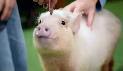  ?? ?? Chaque cochon est unique : L'intérieur d'un café japonais excentriqu­e qui attire les touristes.