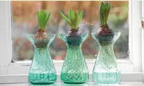  ?? ?? Hyacinths growing in water-filled vases.