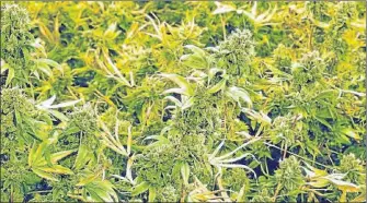  ??  ?? Une plantation de cannabis. ( Ph. illustrati­on).