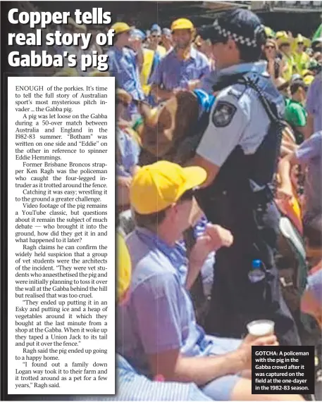  ??  ?? GOTCHA: A policeman with the pig in the Gabba crowd after it was captured on the field at the one-dayer in the 1982-83 season.