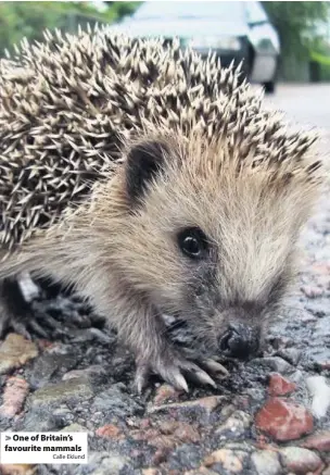  ?? Calle Eklund ?? > One of Britain’s favourite mammals