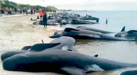  ?? —AP ?? Stranded whales on Farewell Spit beach in New Zealand.