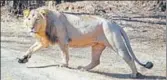  ?? PIC FOR REPRESENTA­TION ?? As she gave birth to a boy, a group of 12 lions surrounded the vehicle near a remote village in Amreli.