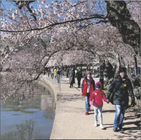  ?? JACQUELYN MARTIN/AP ?? A FAMILY WALKS AMONG CHERRY BLOSSOM TREES that have begun to bloom on Monday along the tidal basin in Washington, on the first day of the National Cherry Blossom Festival.