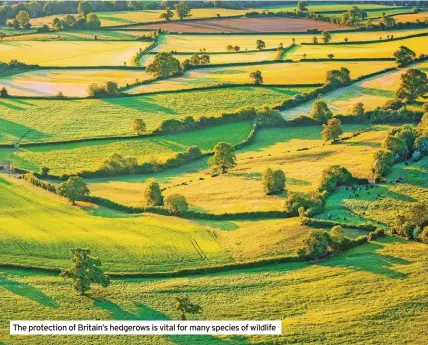  ?? ?? The protection of Britain’s hedgerows is vital for many species of wildlife