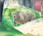  ?? AFP ?? A male African cheetah released at his enclosure at the Nehru n
Zoological Park in Hyderabad.