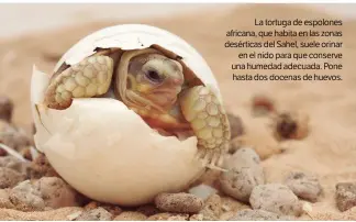  ??  ?? La tortuga de espolones africana, que habita en las zonas desérticas del Sahel, suele orinar en el nido para que conserve una humedad adecuada. Pone hasta dos docenas de huevos.