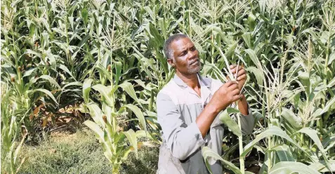  ??  ?? ZONDI found the farmers all planted the same crops, harvested at the same time and would sell their produce in the same local market at the same price as their competitor­s. | Reuters