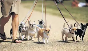  ??  ?? Dog owners could be forced to keep their dogs on leads