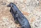  ?? COURTESY PHOTO/LARRY REICH ?? A mother river otter carries her pup in the Pantanal of Brazil.