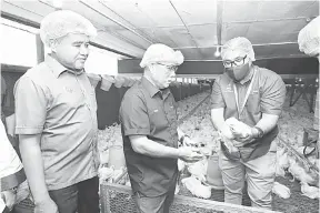  ?? ?? BEKALAN TERJAMIN: Ronald (tengah) mengadakan lawatan kerja ke ladang ayam milik Bismi Empire Sdn Bhd (BISMI) di Alor Star, Kedah semalam.