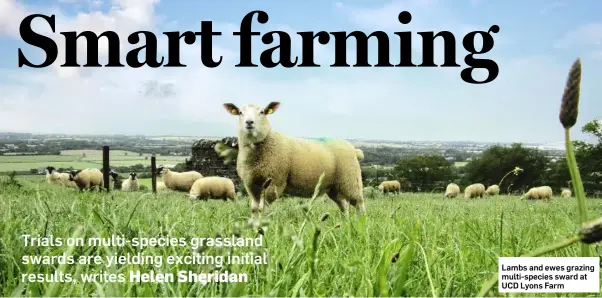  ??  ?? Lambs and ewes grazing multi-species sward at UCD Lyons Farm