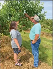  ??  ?? Jamie and Tom Henry take a look at their peach crop. Since the couple bought Cadron Crest Orchard from Jamie’s parents in 2004, the Henrys have added several new varieties of peaches.
