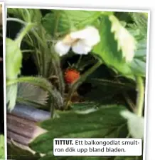  ??  ?? TITTUT. Ett balkongodl­at smultron dök upp bland bladen.