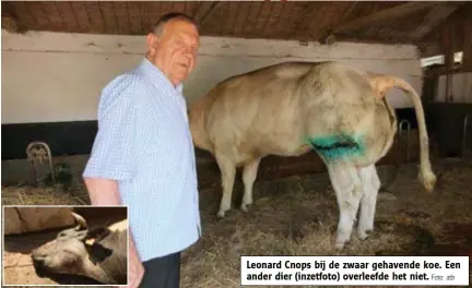  ?? Foto: atb ?? Leonard Cnops bij de zwaar gehavende koe. Een ander dier (inzetfoto) overleefde het niet.