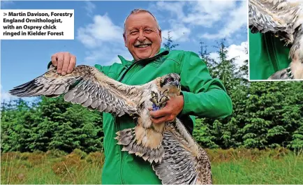  ?? ?? > Martin Davison, Forestry England Ornitholog­ist, with an Osprey chick ringed in Kielder Forest
