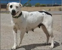  ?? Stray Hearts Animal Shelter ?? Mora is a big girl who needs a big lap (or a couple of laps) and a lot of love in a forever home for a Dalmation/retriever mix.