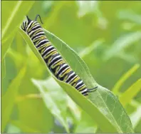  ?? SUBMITTED PHOTO ?? The descendant­s of monarch butterflie­s released in Emerald are believed to be returning to Prince Edward Island.