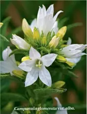  ??  ?? Campanula glomerata var. alba.