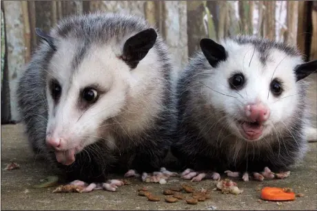  ?? Arkansas Democrat-Gazette/MICHAEL STOREY ?? Waffles (left) and Mavis, the Little Rock Zoo’s 3-year-old Virginia opossums, are protected from parasites by monthly doses of Revolution and occasional­ly bathed with dog shampoo.