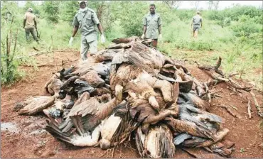  ??  ?? LETHAL CRUELTY: Some of the 104 endangered vultures believed to have been intentiona­lly poisoned.