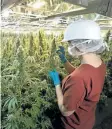  ?? HANDOUT PHOTO ?? CanniMed has struck a special committee of independen­t directors to weigh Aurora’s offer, which includes the condition that the Newstrike deal must be terminated.